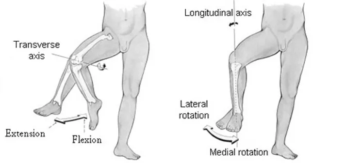 Movement at knee joint